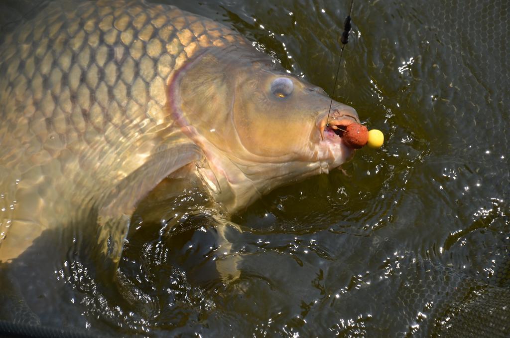 Nice :) - 2-test-pop-up.jpg